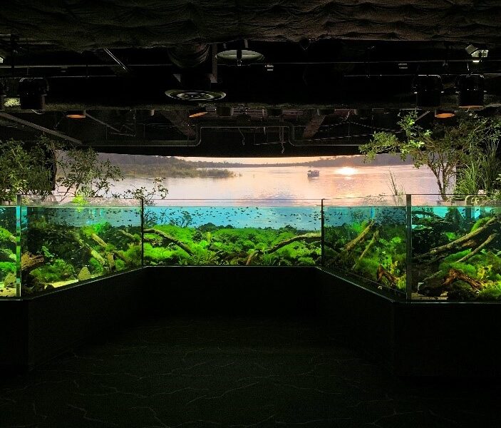 「カワスイ_川崎水族館」～お魚たちを光や音とともに楽しむ冒険へ～